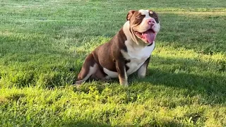 Update : American bully x English Bulldog