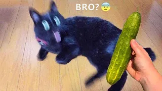 Funniest Animals 2023 😂 Funniest Cats and Dogs 😺🐶 Part 28 | Pets Family