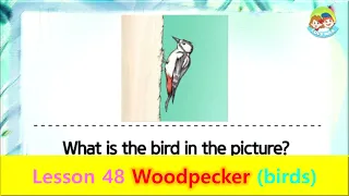 80 Animals | Unit 48 Woodpecker | Birds