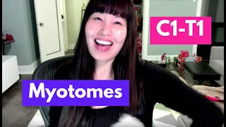 Myotomes (C1-T1) | OT MIRI