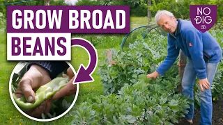 Growing Broad Beans: A Complete Guide from Autumn to Spring Planting