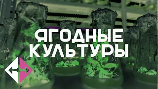 Биотехнологии в ягодных культурах (Ольга Васильева) | ИПУ РАН