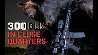 300 Blackout in Close Quarters with Texas Feral Hogs