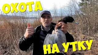 ЛОВУШКИ НА УТКУ! ГОТОВЛЮ ШУЛЮМ ИЗ ДИКОЙ УТКИ!