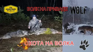 Охота на волка! 🐺 Волк на приваде! Wolf hunting!