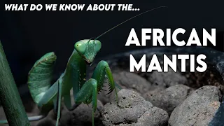 Husbandry and Facts About the Sphodromantis gastrica (African mantis) [HUSBANDRY]