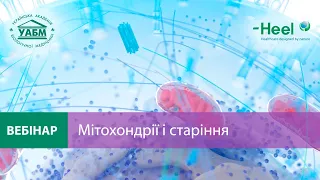 Мітохондрії та старіння