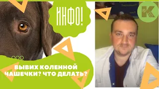 Вывих коленной чашки у животного. Что делать с вывихом у кошек и собак?