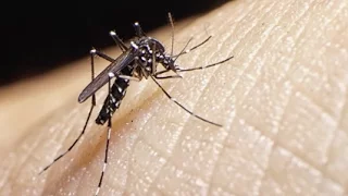 What is the Zika Virus