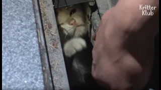 Kitten Stuck In A Narrow Pit Grabs Passengers To Play With Him | Kritter Klub