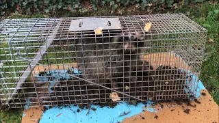 Caught Raccoon Using Havahart Trap