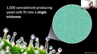 Making rare cannabinoids with synthetic biology