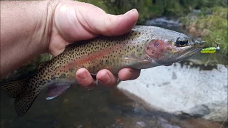 Trout fishing with soft plastics everything you need to know
