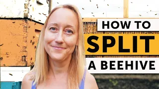 HOW TO SPLIT a Beehive Step-By-Step | Beekeeping 101