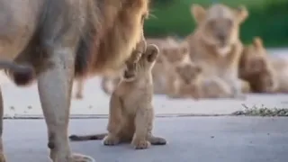 Lion cub scolded by his father