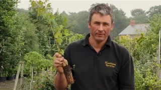 How to plant a Mixed Native Hedge by Heathwood Nurseries