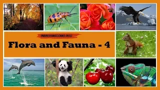 Lilquizwhiz |  | Flora and Fauna Quiz-4 | Fun Quiz | Quiz for kids | Olympiads & Competitive Exams