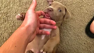 Adorable 8 Week Old Pitbull Puppy Teething
