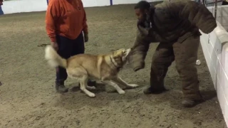 Siberian Husky Personal Protection