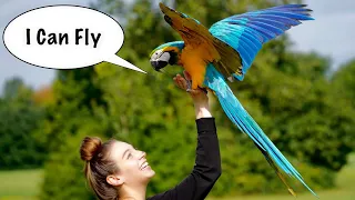 A Clipped Bird’s Journey To Free Flight || Mia The Macaw