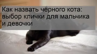 Как назвать черного кота: выбор клички для мальчика и девочки