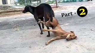 Hilarious Street Dog Mating - You Won't Believe What Happens!"