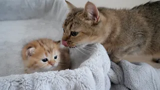 Kitten Chai was getting embarrassed to be licked by her mother cat for a good while...