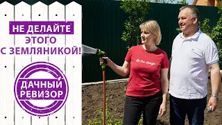 Дачный ревизор. ПРАВИЛА богатого урожая КЛУБНИКИ (Земляники садовой)