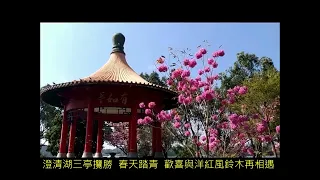 洋紅風鈴木(澄清湖三亭攬勝)