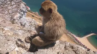 Гибралтар, обезьяны на вершине горы