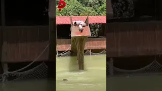 Pigs jump into the water