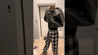 Свежие Мемы из TikTok в Shorts! 🔥 | Запахло весной, сигма момент, zivert #nikkat #мем #новости