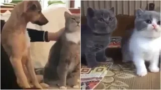 funny cats videos 2019 - try not to laugh - funny cats video 2019 - funniest cats fails compilation