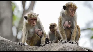 Group of monkeys grieves together for the loss of a baby monkey.