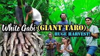 White Gabi or Giant Taro Huge Harvest | Taro Cultivation In The Philippines
