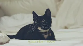 Cat vs Toy Ep. 1 by Samba Meow