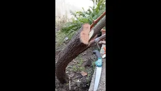 Üzüm aşısı, asma aşısı. / Grafting established vines #shorts