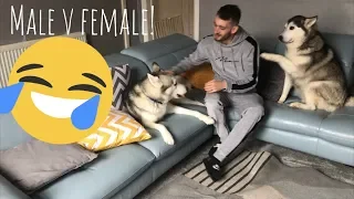 The Funny Differences Between Male and Female Huskies!