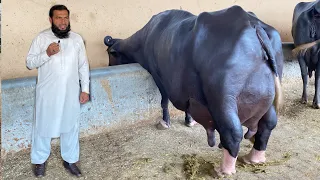 Pakistan Modern and Biggest Nili Ravi Buffalo Dairy Farm ll Mian Abdullah Dairy Farm