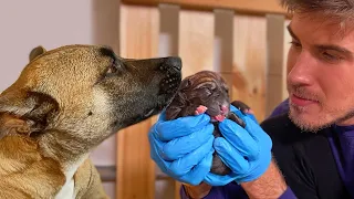 Helping My Pregnant Foster Dog Give Birth To Identical Puppies!