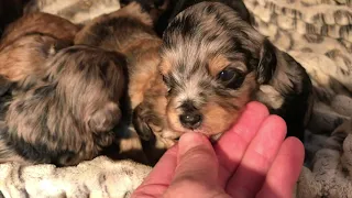 Micro Mini Aussie Doodles 3 weeks old