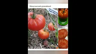 Минусинские сорта томатов из моей коллекции