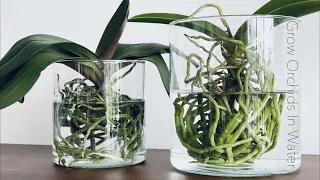 How To Grow Orchids In Full Water Culture And Semi Water Culture