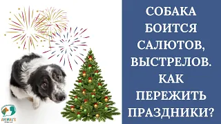 🐶🎄 Собака боится салютов. Собака боится выстрелов. Что делать? 🐶