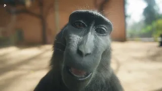 Black Macaque Looking At Camera And Smiling | 4K | Music