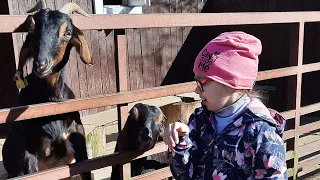 ВЛОГ Огромные зубры Гуляем по парку Зубровник #алисаисемья #алиса #зубр #семейныйканал