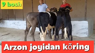 Yosh buqalar optim joyidan kõring