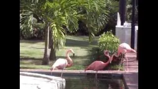 Iberostar Dominicana Lobby 2013