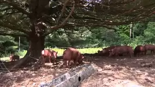 Kingbird Farm - Finishing PIgs on Pasture (4 of 4).mov