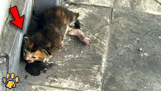 Everyone Walked Past the Dying Kitten  He Was Already Taking His Last Breaths When Suddenly